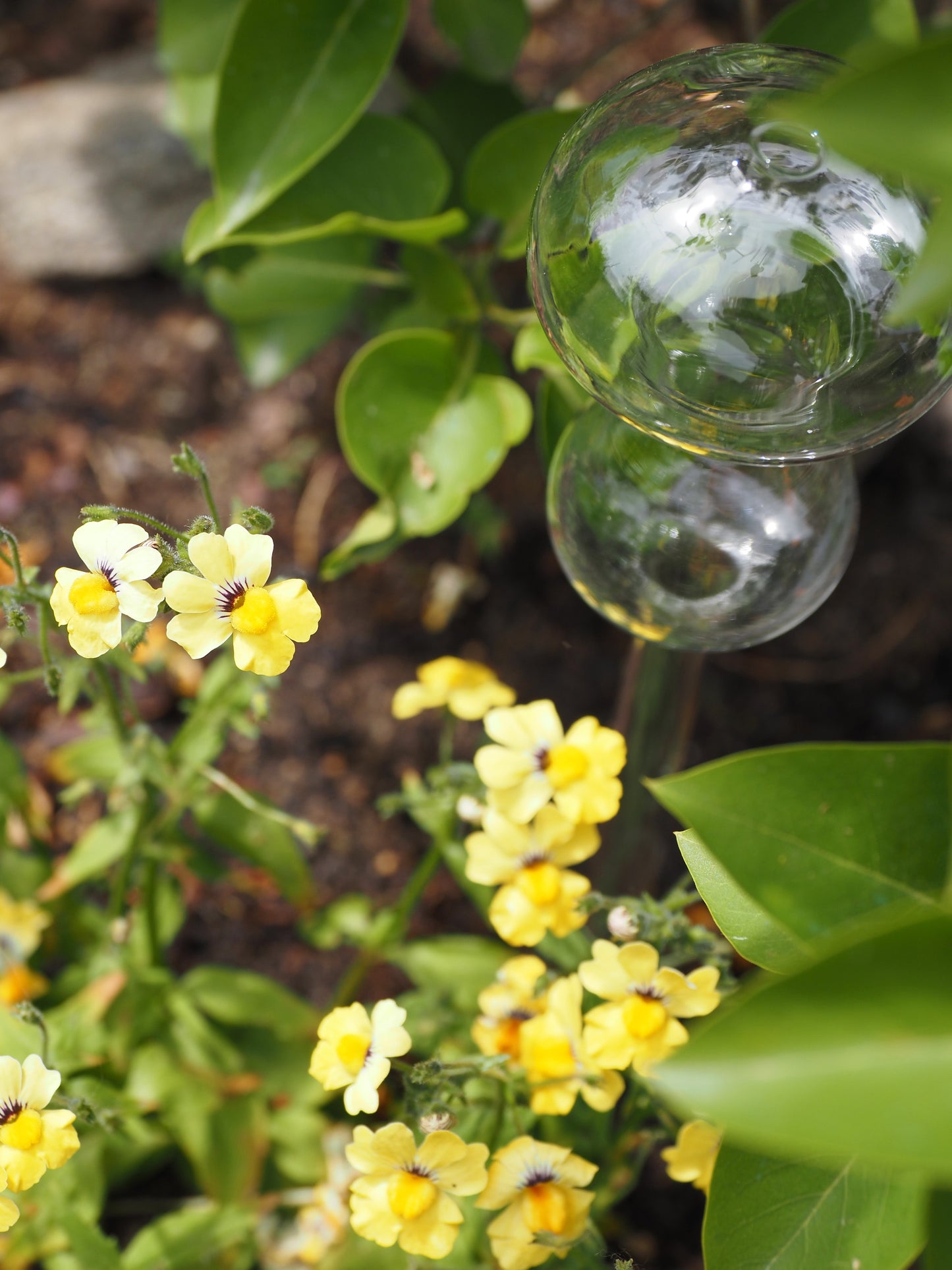 Champignons d'irrigation suri