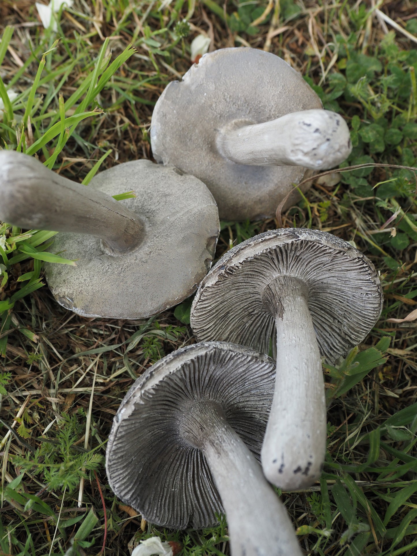 Champignons laval(Lot de 4)