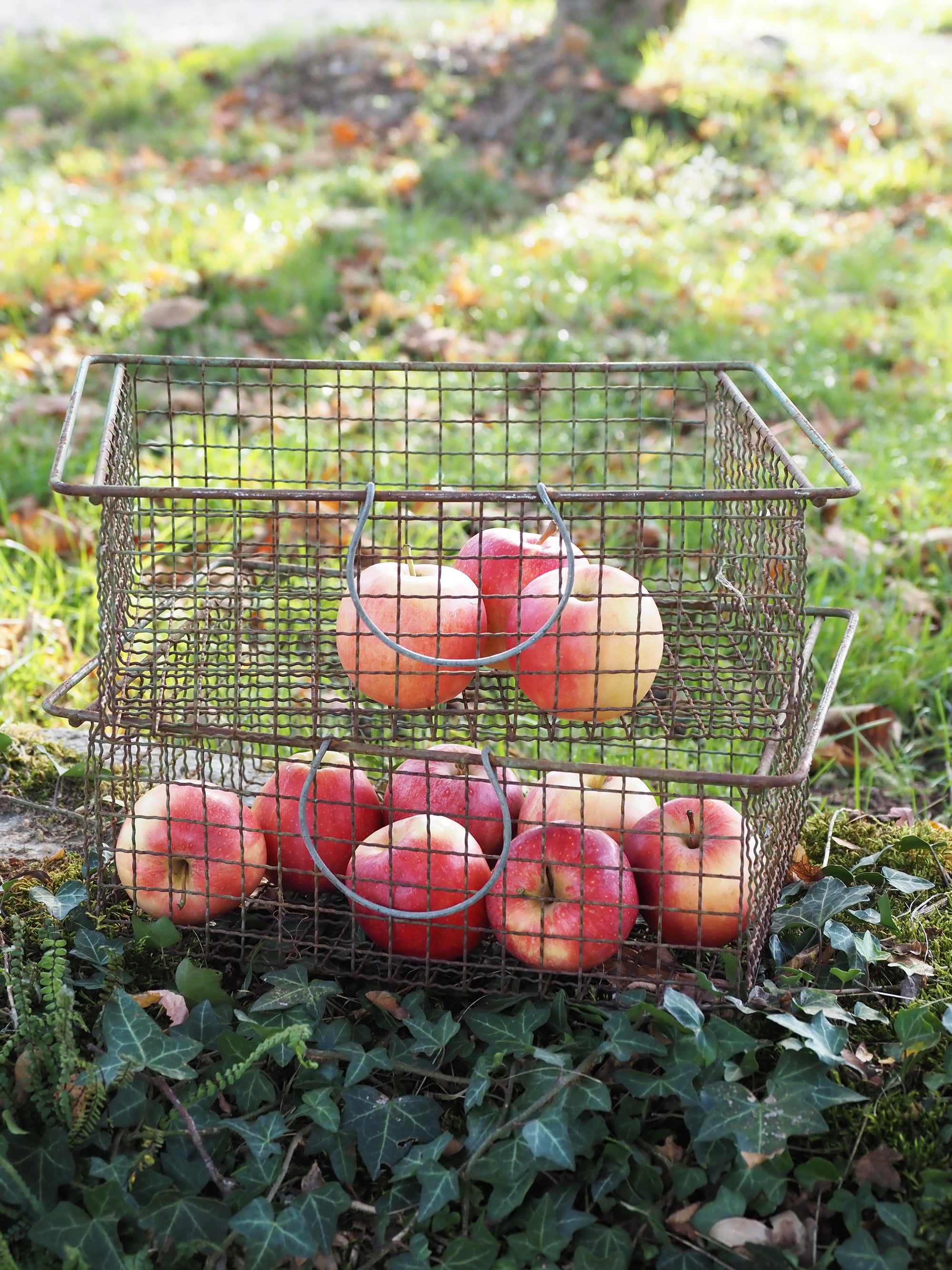 PANIERS – Les Bleuets