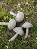 Champignons laval（Lot de 4）
