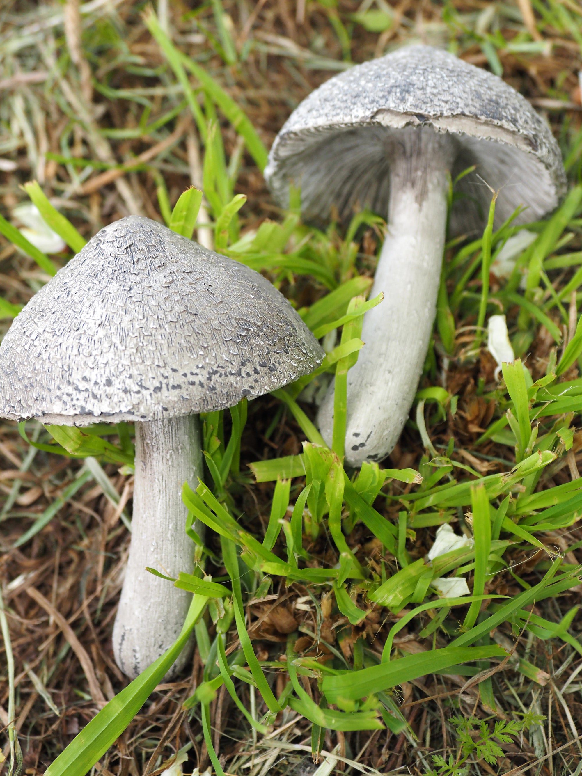 59s france キノコ図鑑 Champignon de France Amazon.co.jp: 「キノコ図鑑」A1複製ポスター フランス1919年