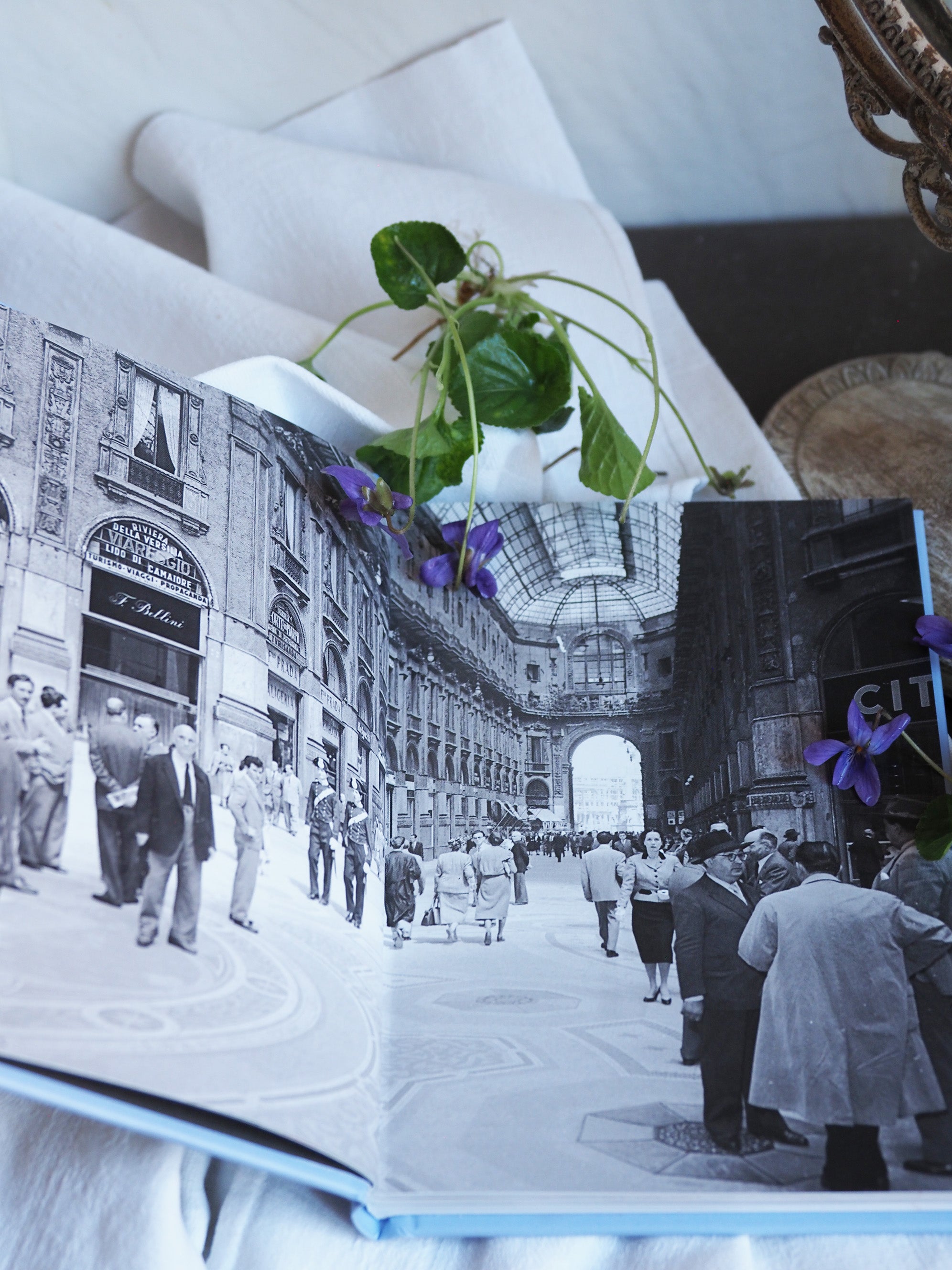 PRADA」 – Les Bleuets