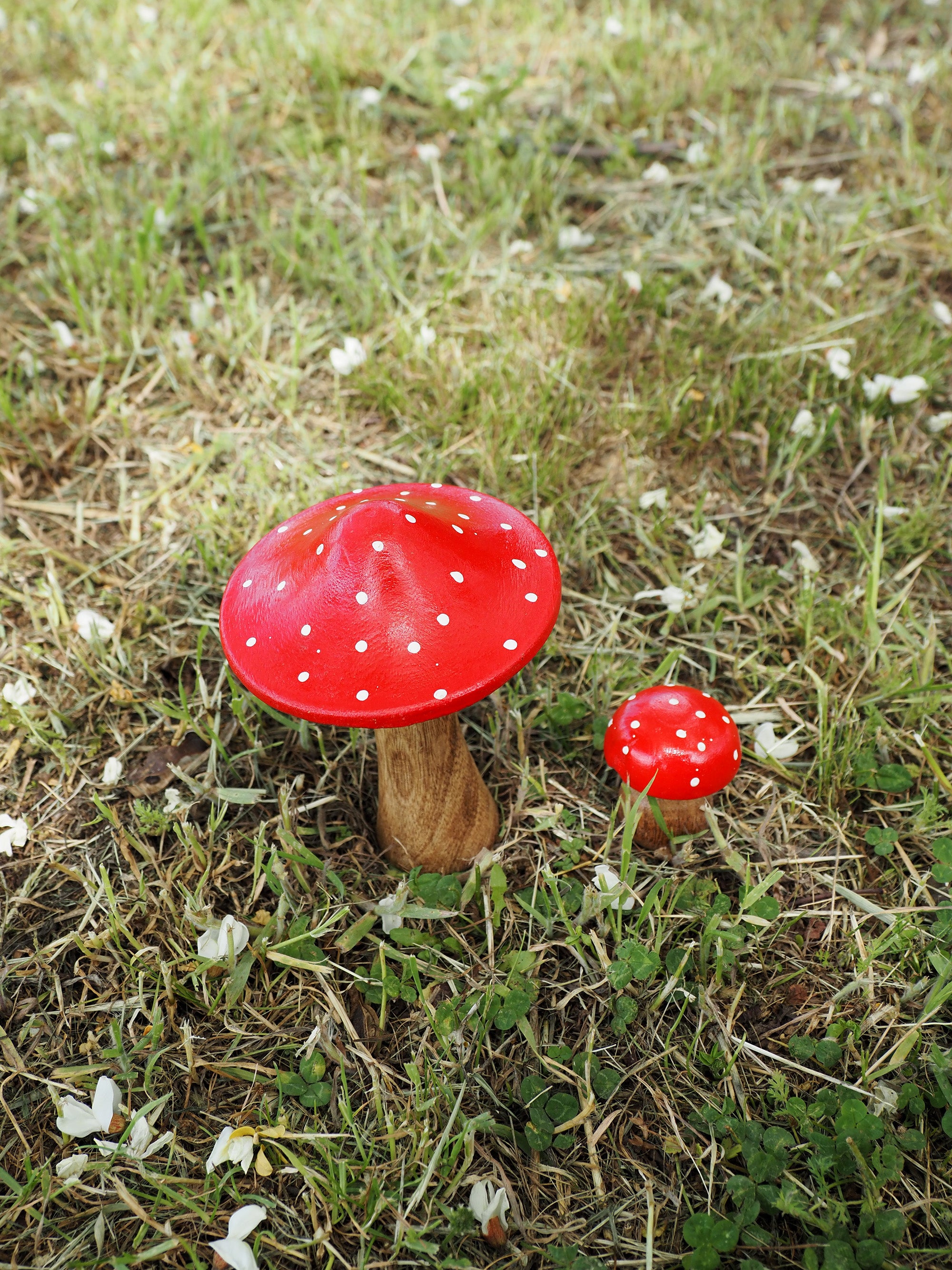 59s france キノコ図鑑 Champignon de France Champignon